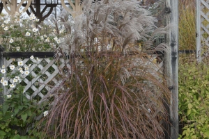 Grass Miscanthus 'Oktoberfest' New 2025
